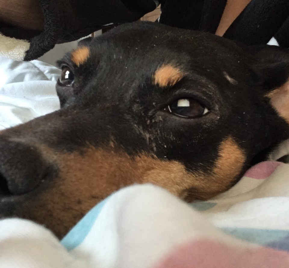 Dog for adoption - Leggens, a Miniature Pinscher & Black Labrador